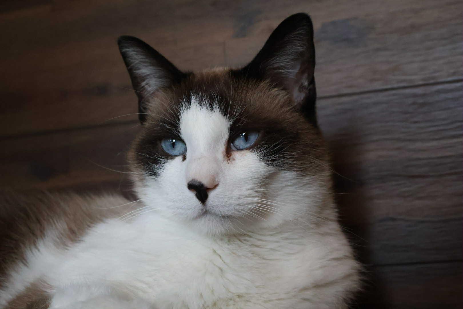 Meraki, a ADOPTABLE Siamese in Overland Park, KS image 3/5