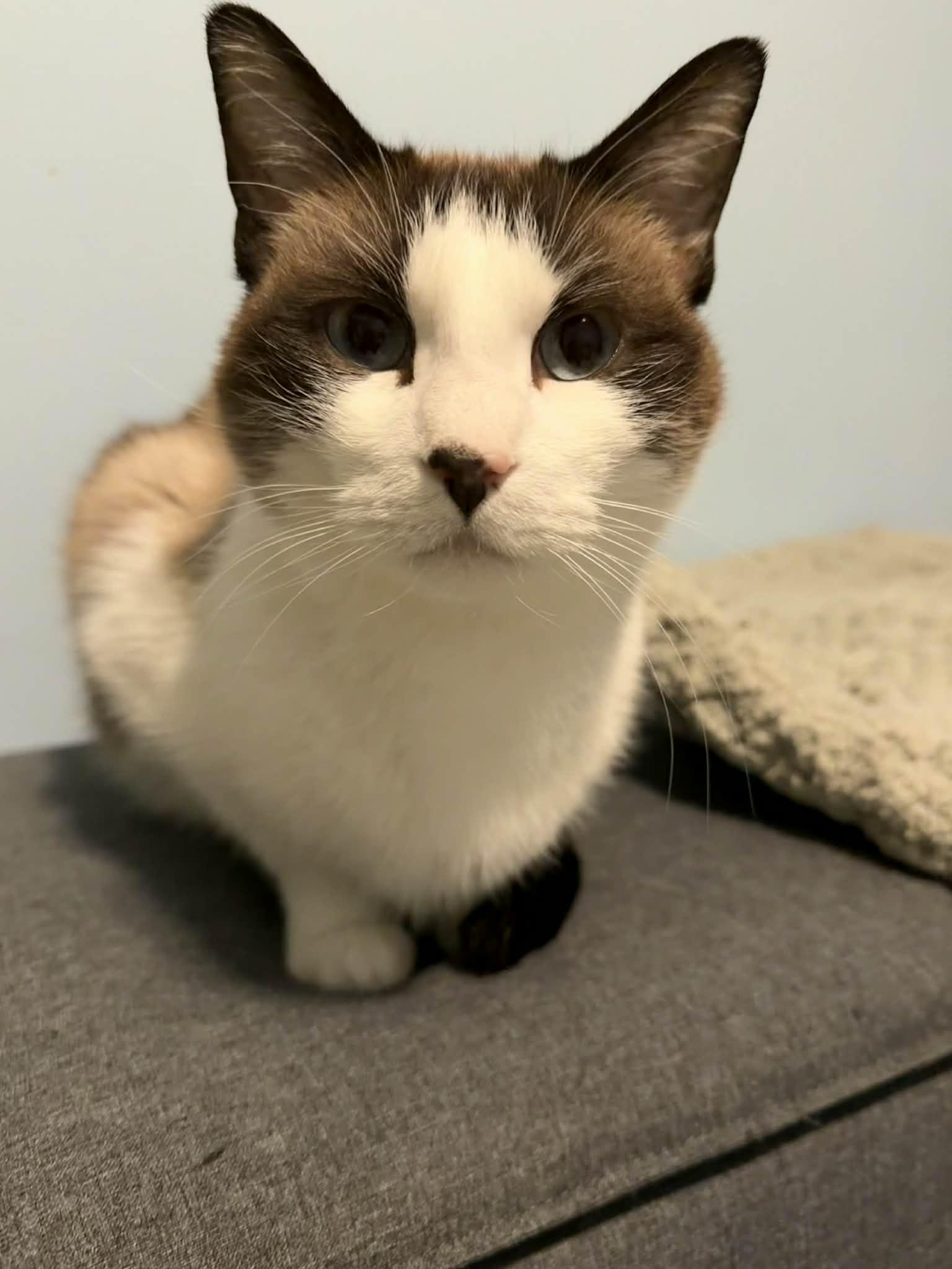 Meraki, ADOPTABLE, Adult Male Siamese.