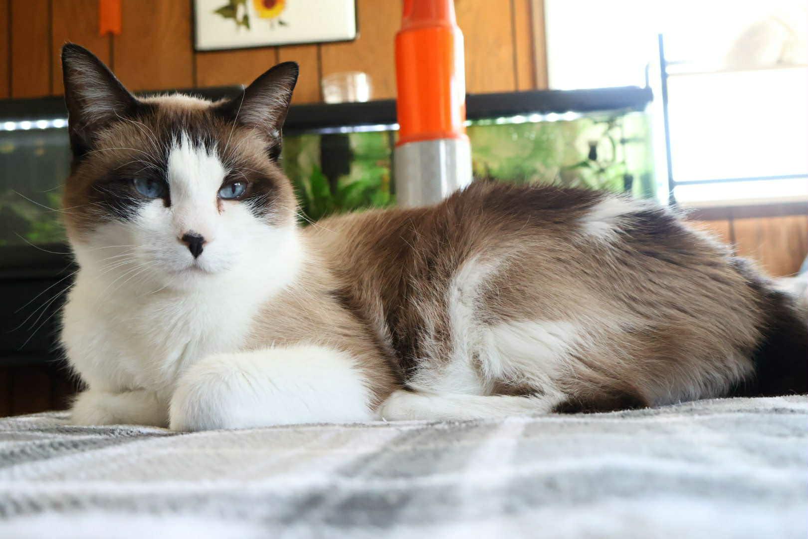 Meraki, a ADOPTABLE Siamese in Overland Park, KS image 5/5