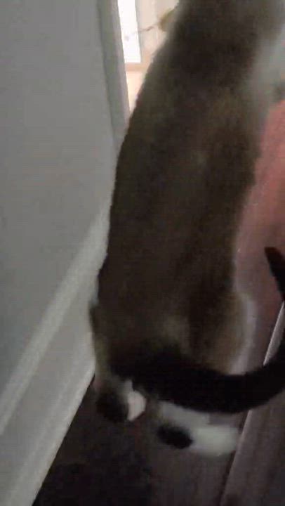 Enlarge Meraki, a ADOPTABLE Siamese in Overland Park, KS video 6/6