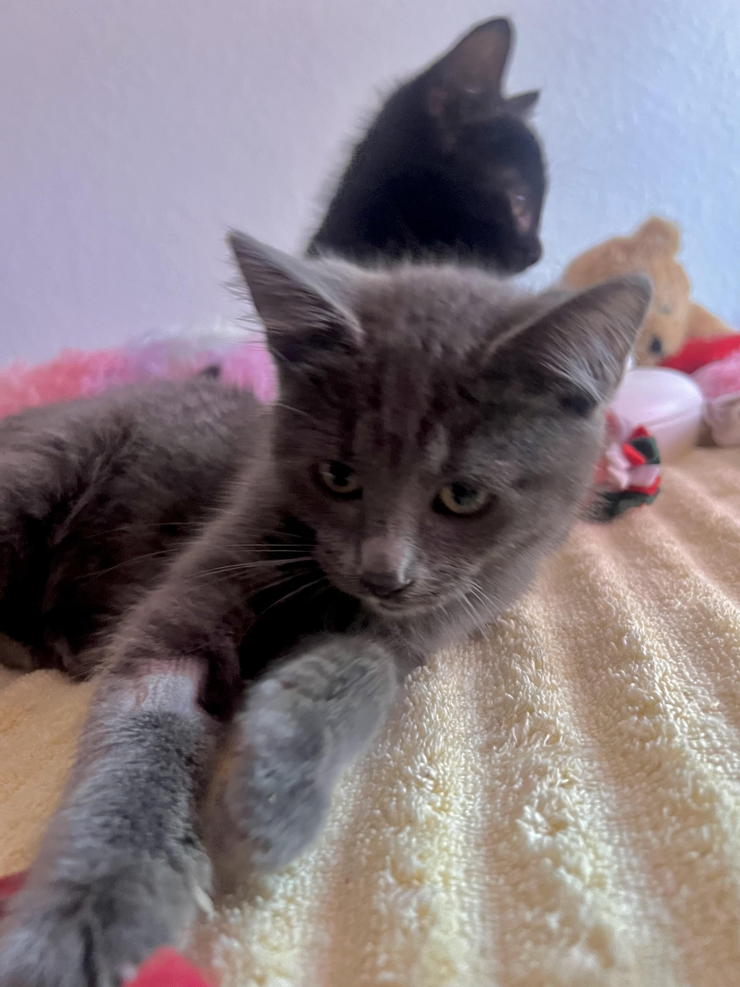 Enlarge Mr. Gray, an adopted Domestic Short Hair in Riverside, CA image 3/3