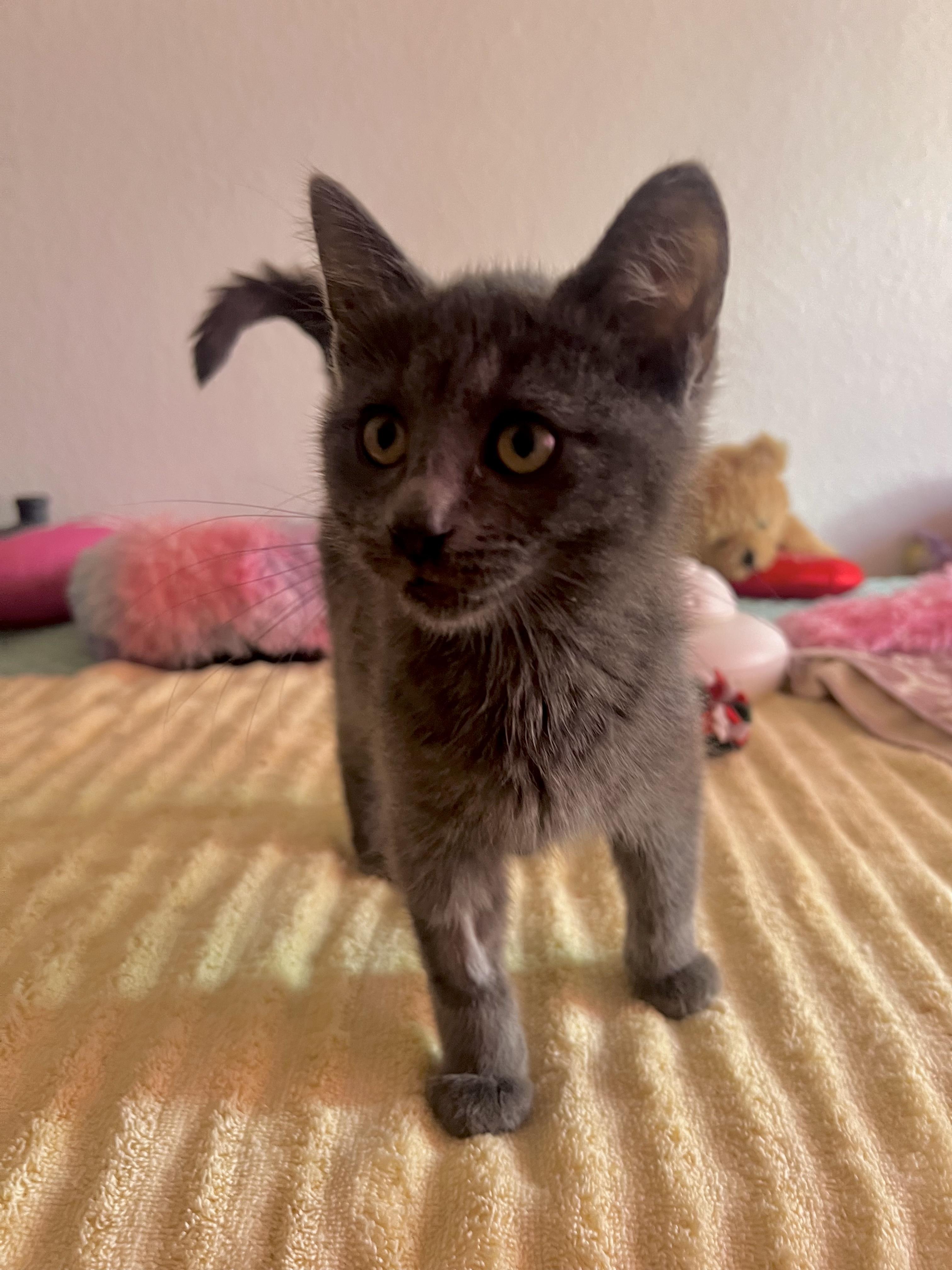 Enlarge Mr. Gray, an adopted Domestic Short Hair in Riverside, CA image 2/3