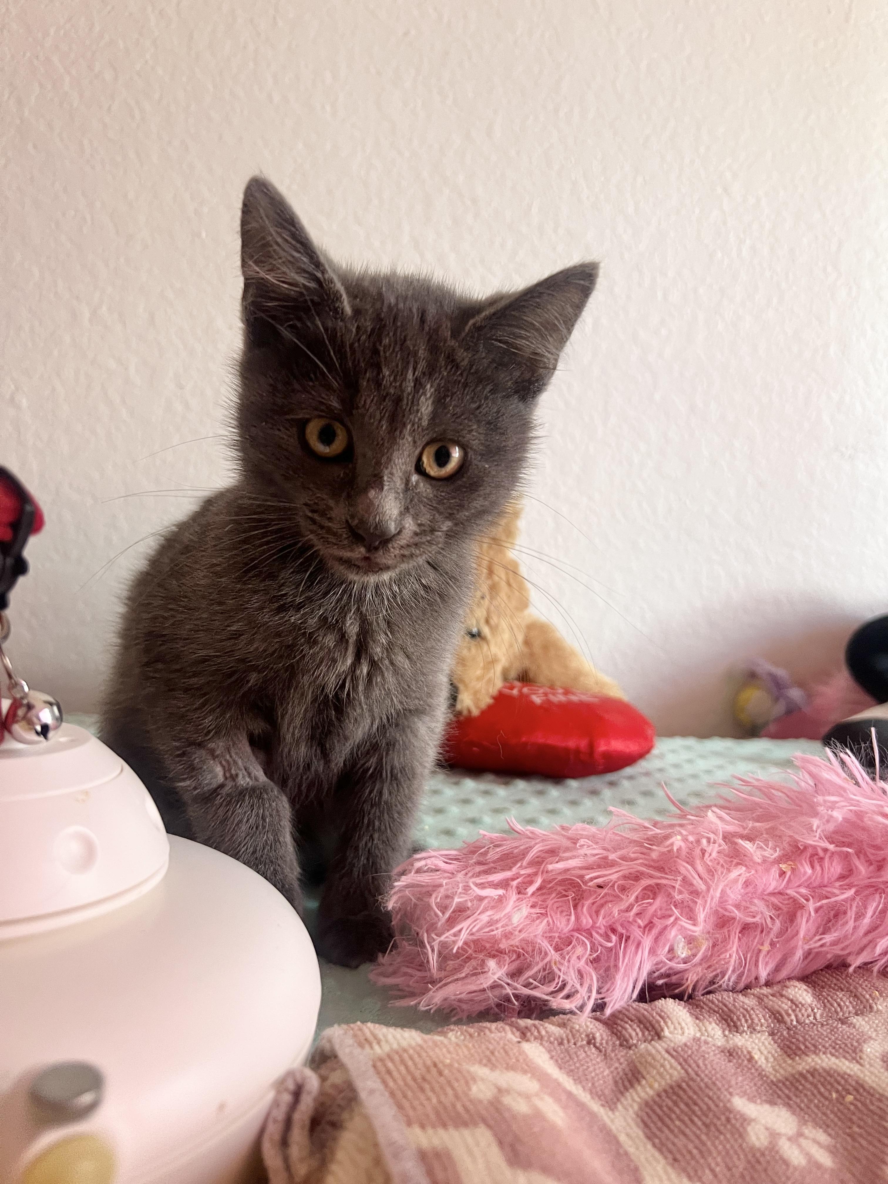 Enlarge Mr. Gray, an adopted Domestic Short Hair in Riverside, CA image 1/3