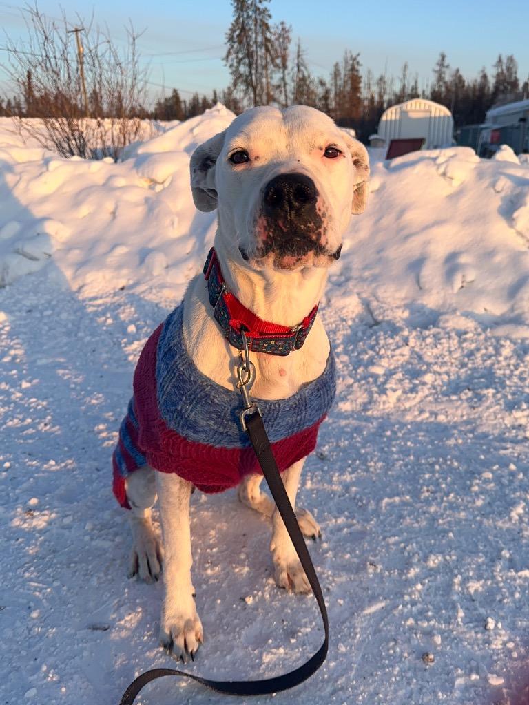 Enlarge Damu, a Adoptable mixed breed in Yellowknife, NT image 1/6