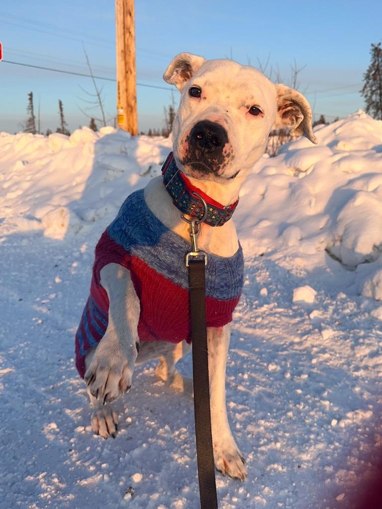 Damu, a Adoptable mixed breed in Yellowknife, NT image 2/6