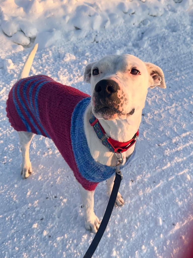 Enlarge Damu, a Adoptable mixed breed in Yellowknife, NT image 2/6