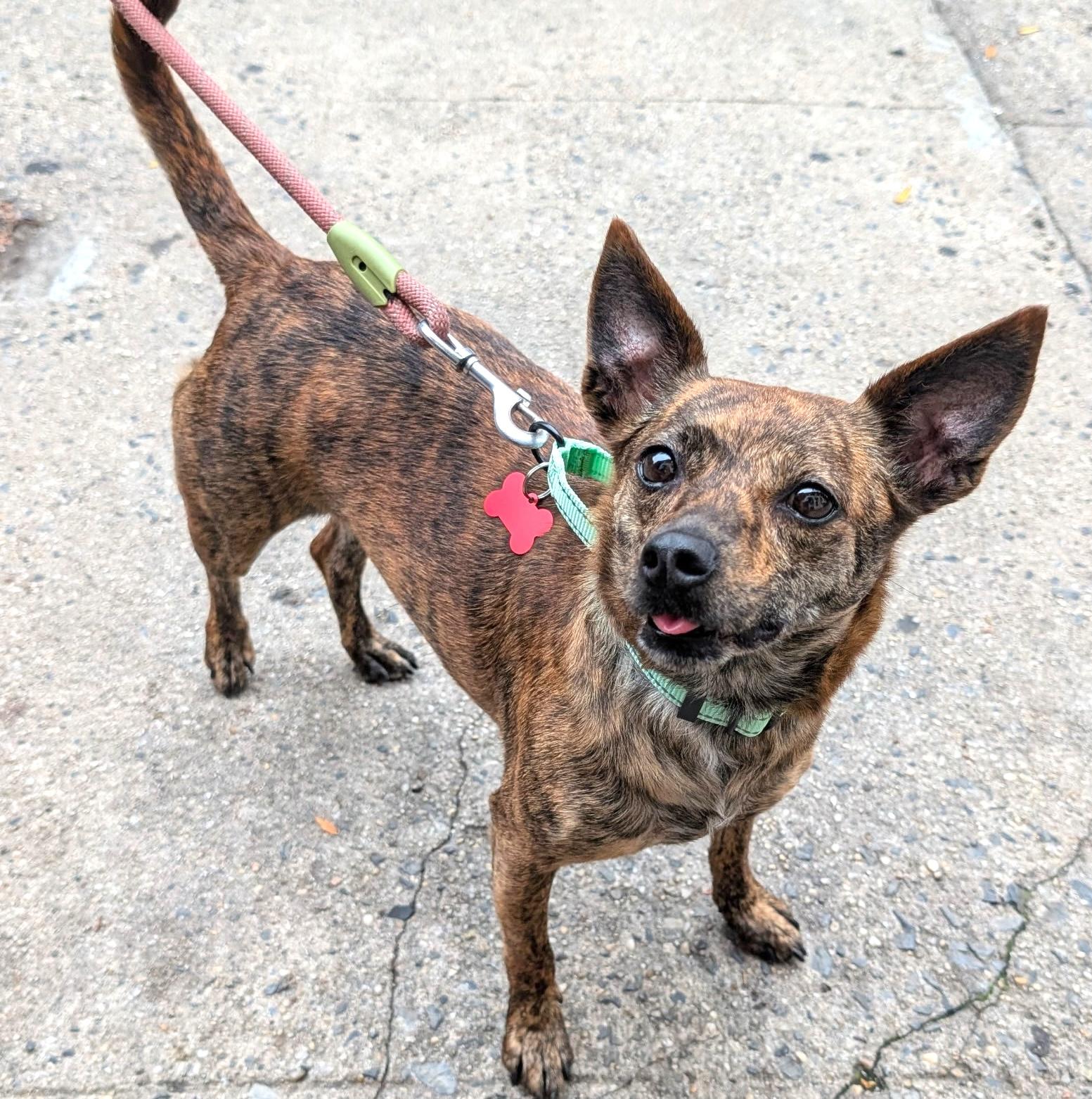 Enlarge Emmy, a Adoptable mixed breed in Brooklyn, NY image 1/6