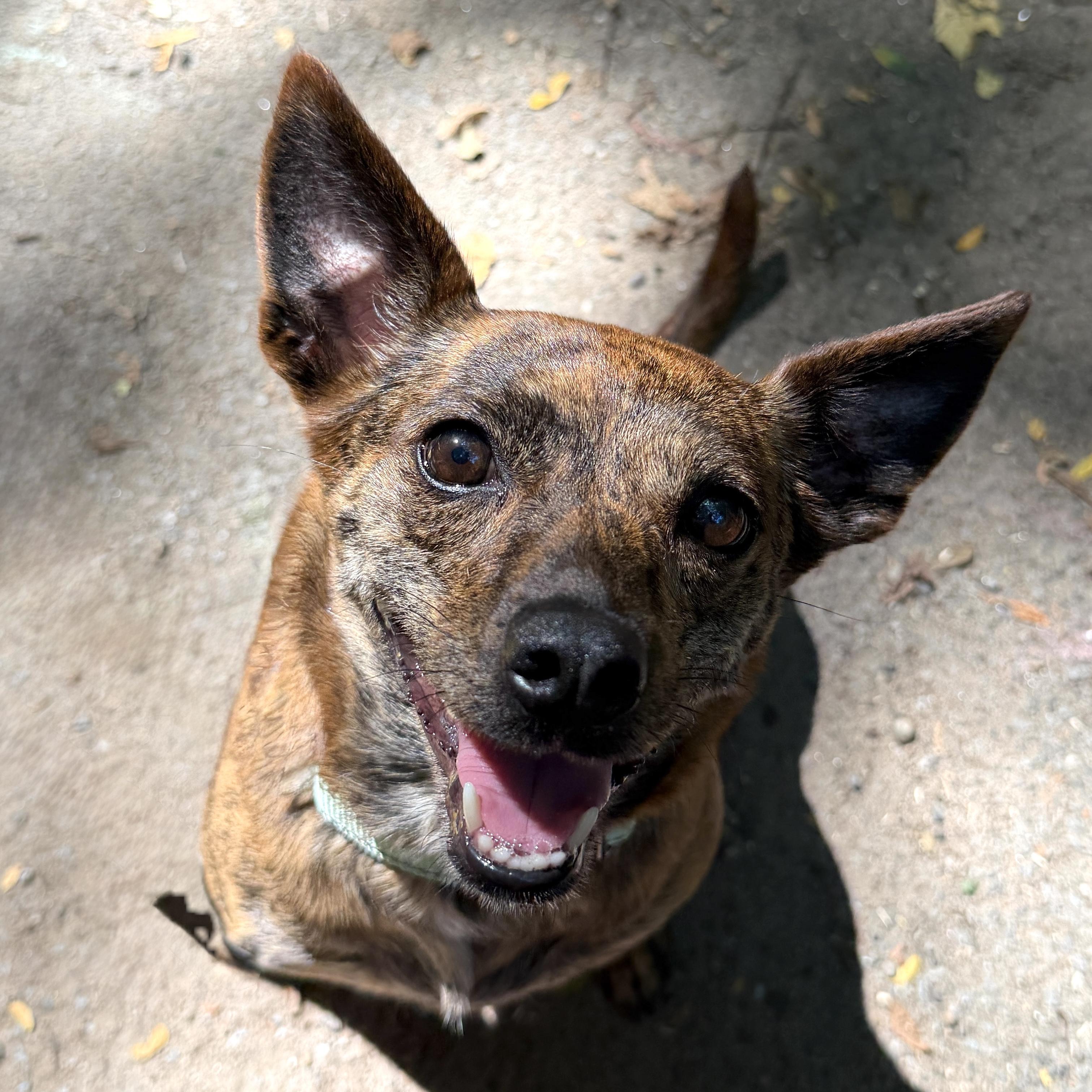 Enlarge Emmy, a Adoptable mixed breed in Brooklyn, NY image 2/6