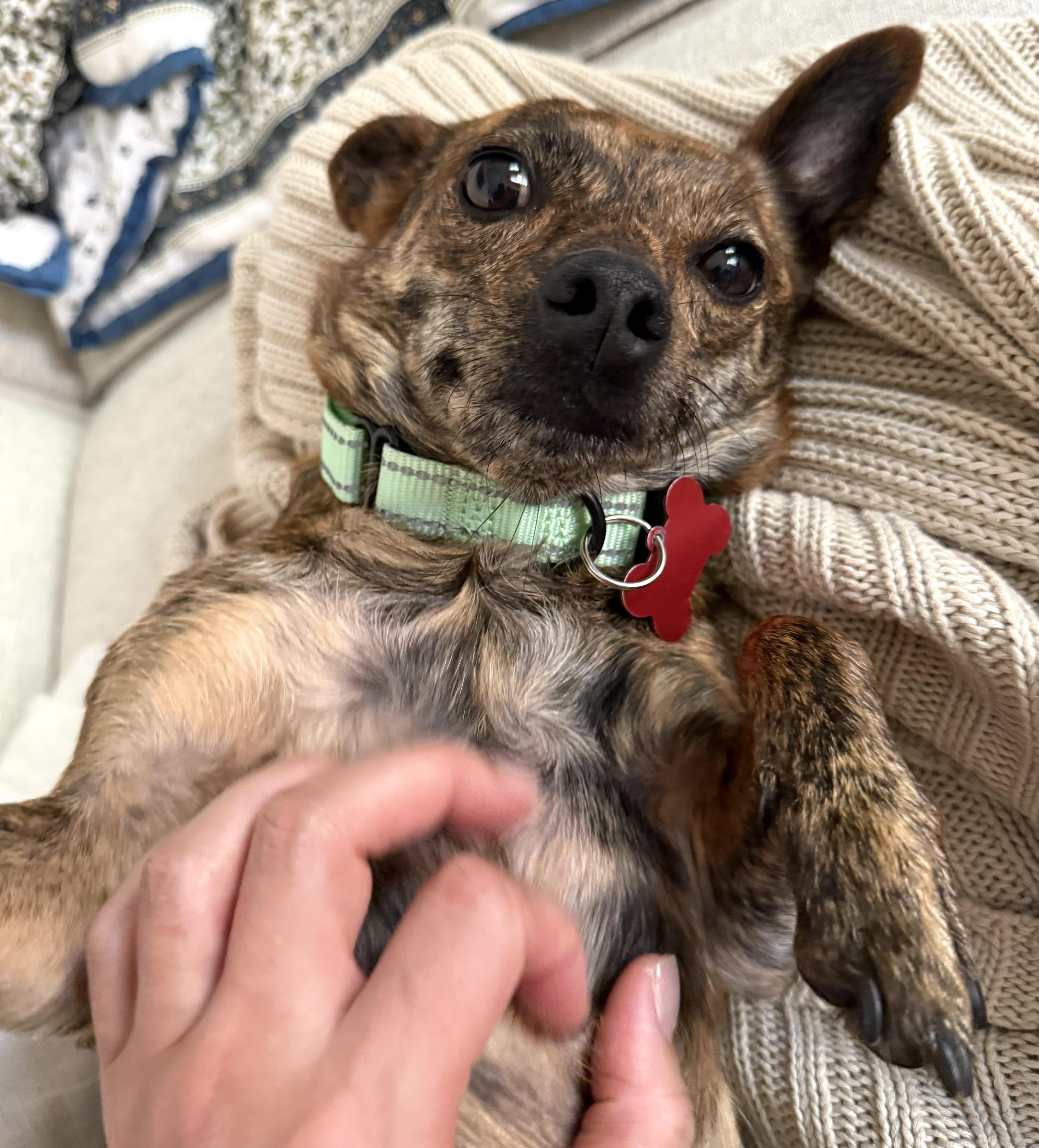 Enlarge Emmy, a Adoptable mixed breed in Brooklyn, NY image 5/6