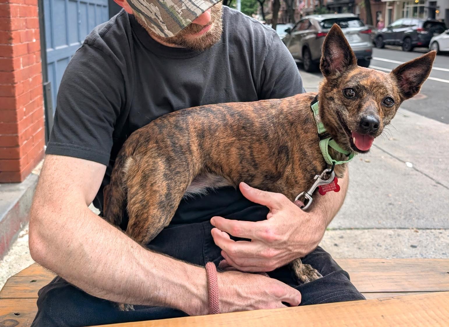 Enlarge Emmy, a Adoptable mixed breed in Brooklyn, NY image 6/6