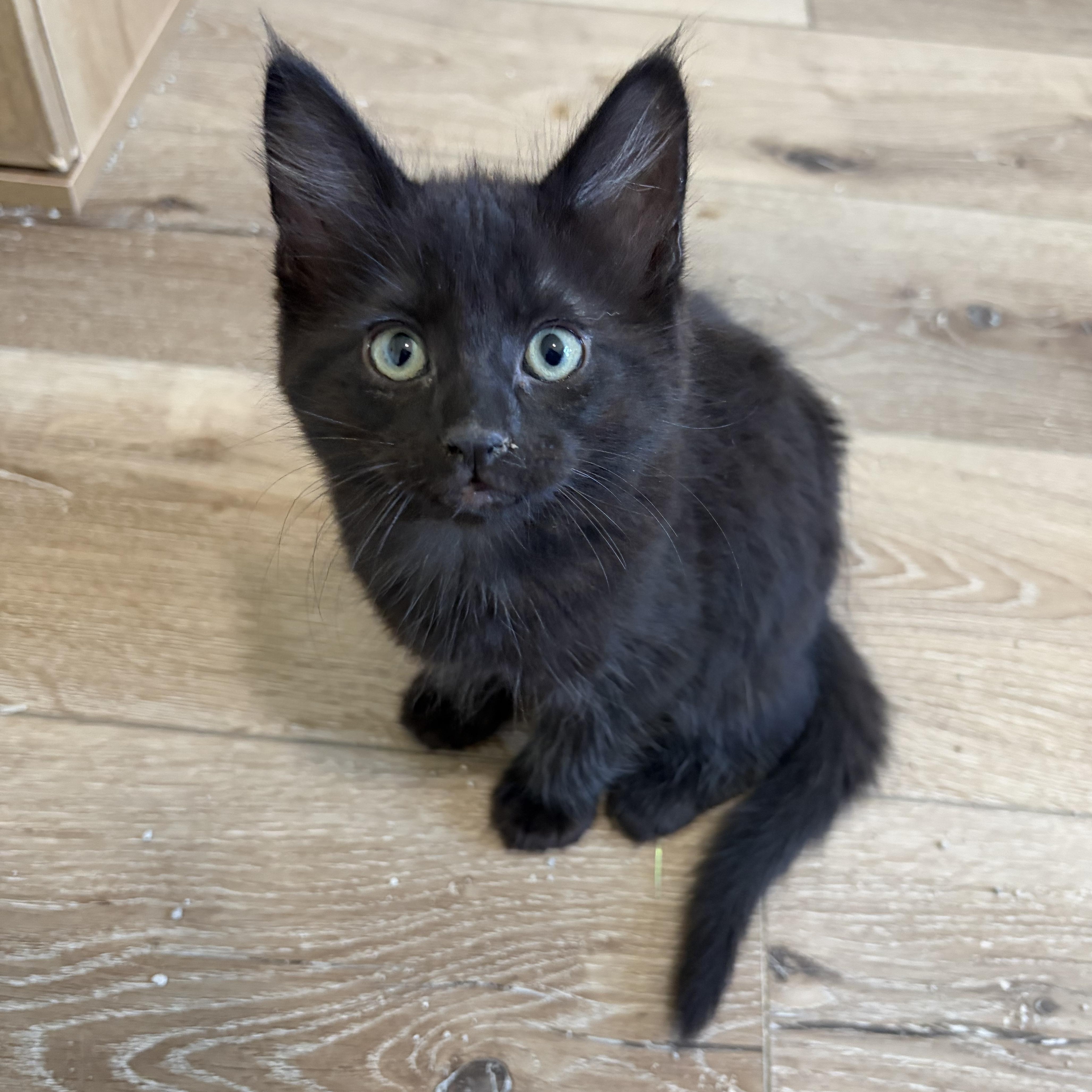 Ash, adopted, Kitten Male Domestic Long Hair.