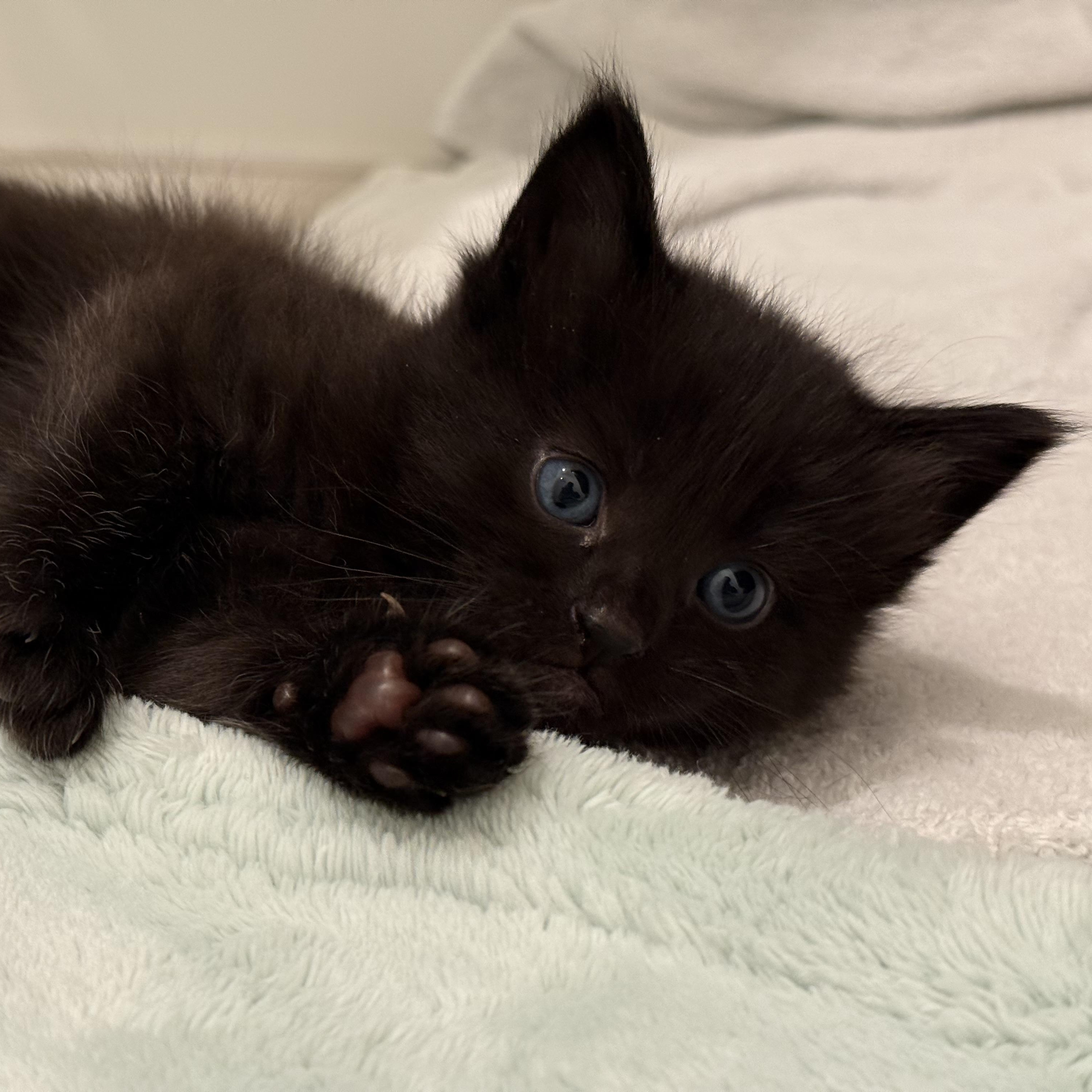 Ash, an adopted mixed breed in Wilton, CA image 3/6