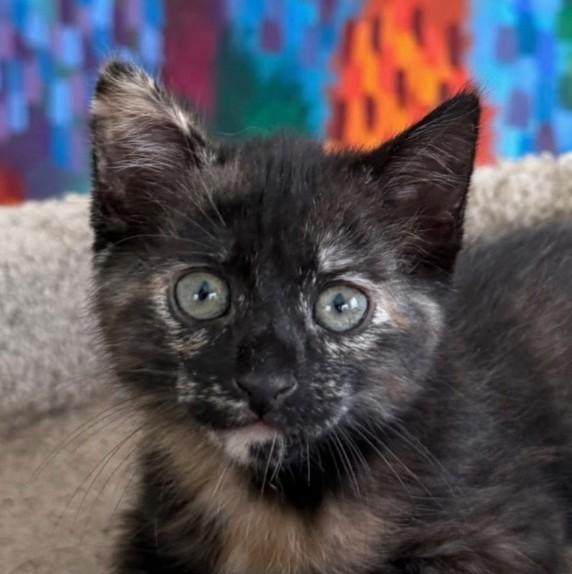 Lily Pad, adopted, Kitten Female Tortoiseshell.