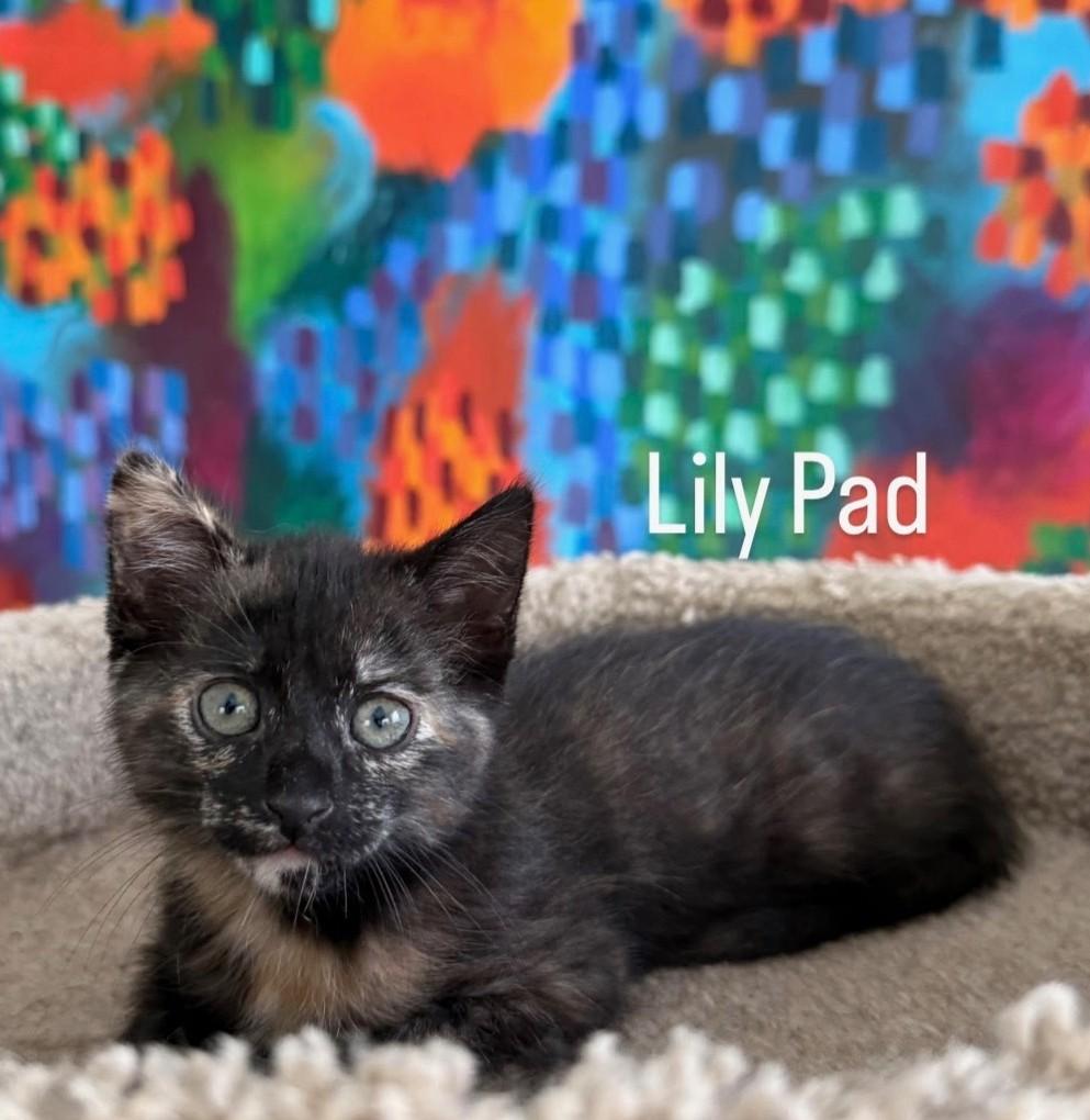 Enlarge Lily Pad, an adopted Tortoiseshell in Asbury Park, NJ image 2/2