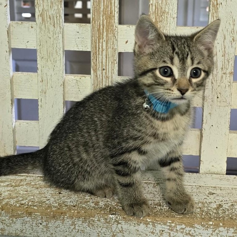 Velcro, ADOPTABLE, Kitten Male Domestic Short Hair.