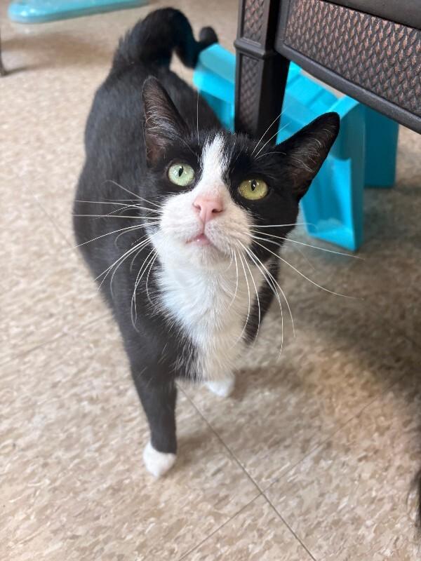 Venus, Adoptable, Adult Female Domestic Short Hair.
