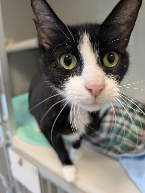 Venus, a Adoptable Domestic Short Hair in Warren, PA image 1/3
