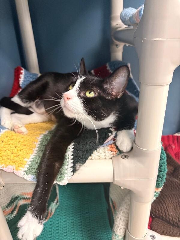 Venus, a Adoptable Domestic Short Hair in Warren, PA image 2/3