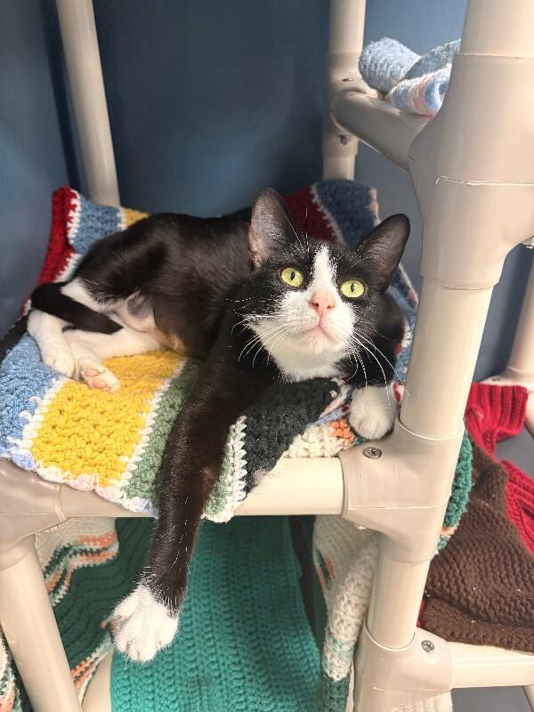 Venus, a Adoptable Domestic Short Hair in Warren, PA image 3/3