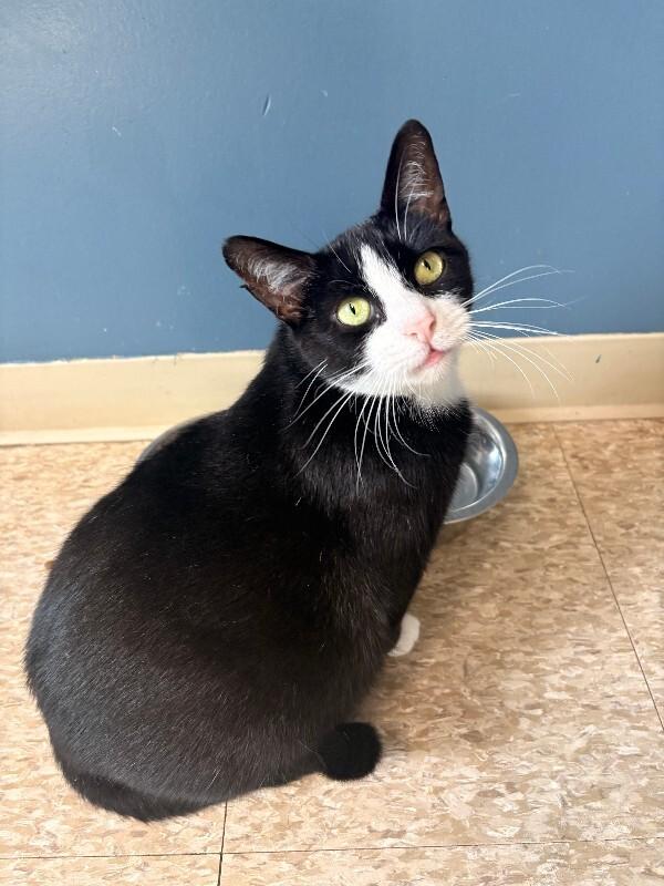 Venus, a Adoptable Domestic Short Hair in Warren, PA image 5/5