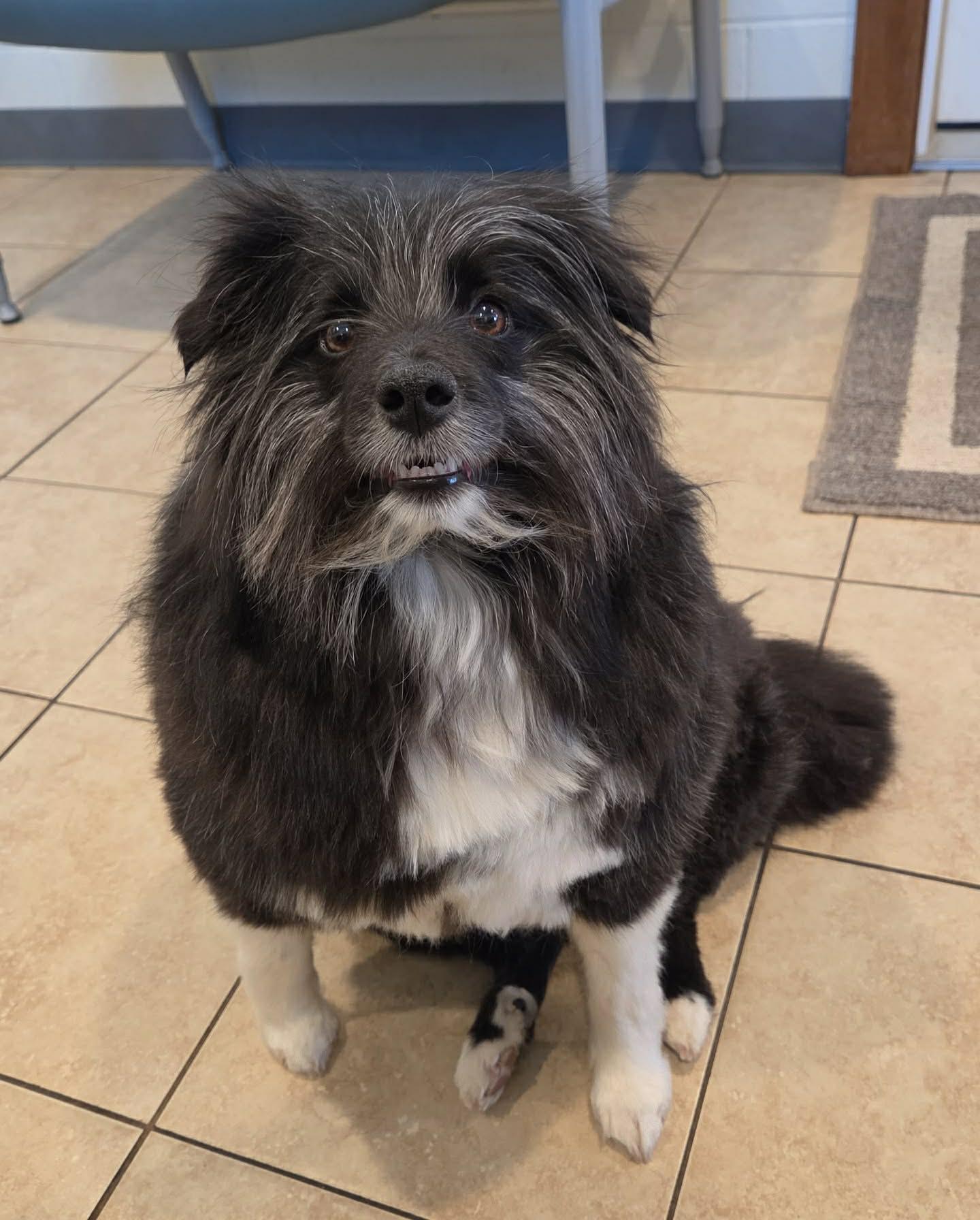 Oreo , a ADOPTABLE mixed breed in Sparta, WI image 2/4