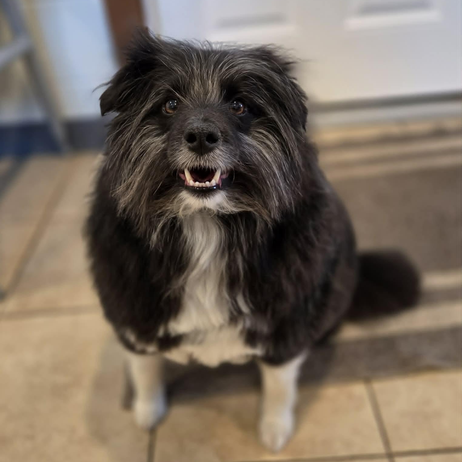 Oreo , ADOPTABLE, Adult Male Shetland Sheepdog / Sheltie & Mixed Breed.