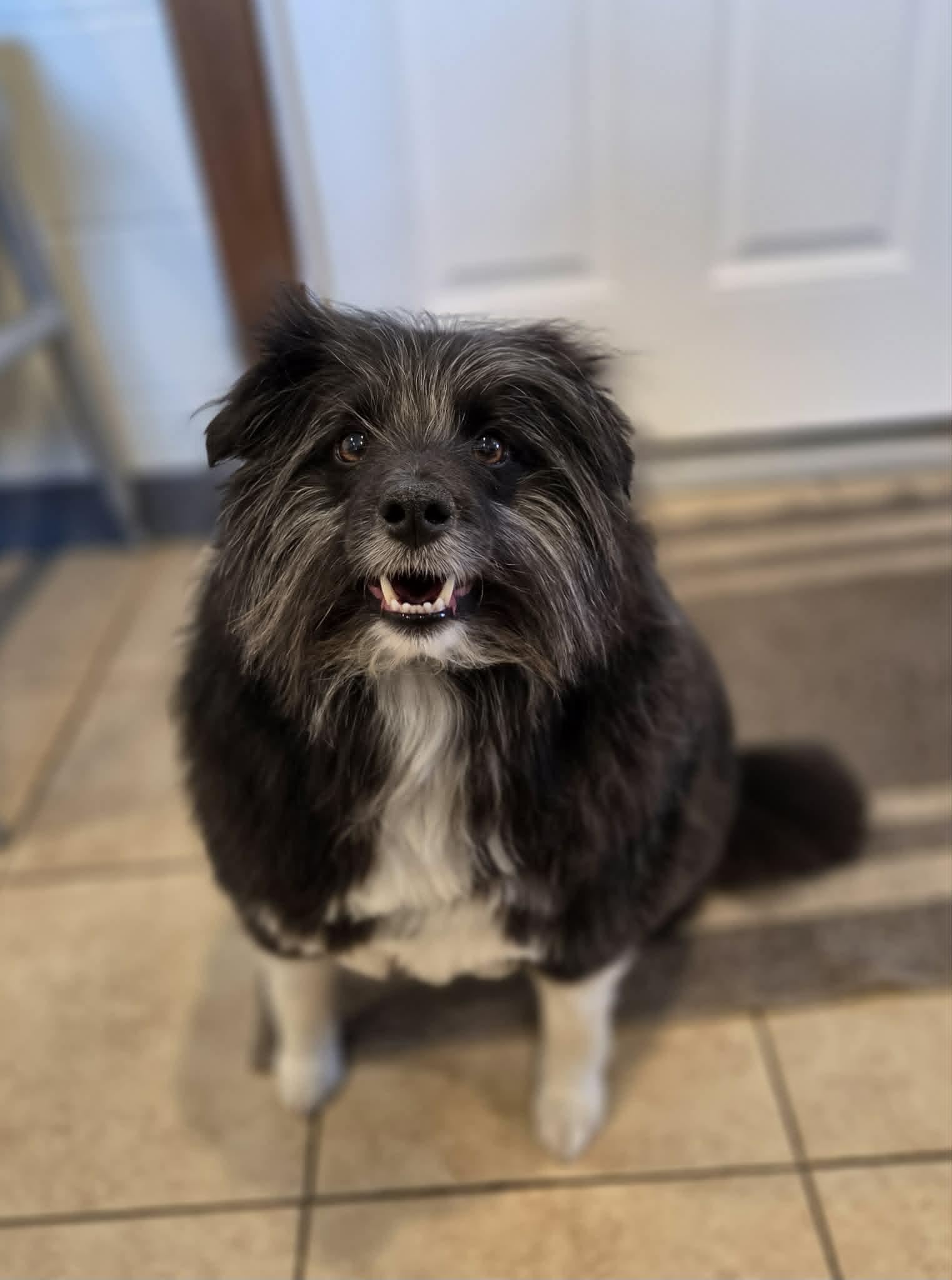 Oreo , a ADOPTABLE mixed breed in Sparta, WI image 4/4