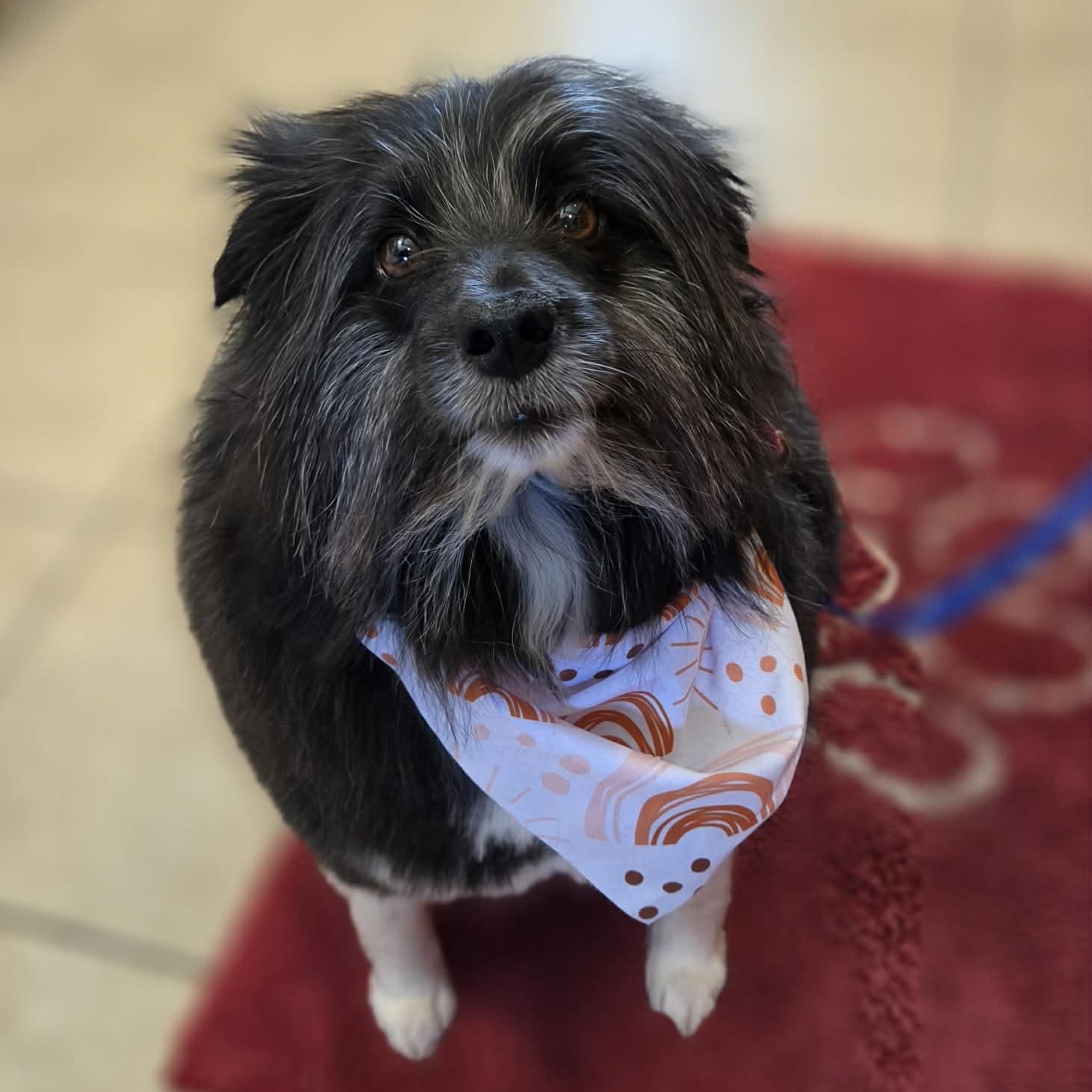 Oreo , a ADOPTABLE mixed breed in Sparta, WI image 1/4