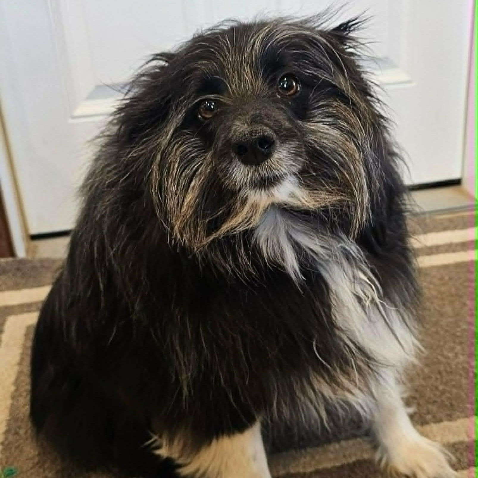 Oreo , a ADOPTABLE mixed breed in Sparta, WI image 3/4