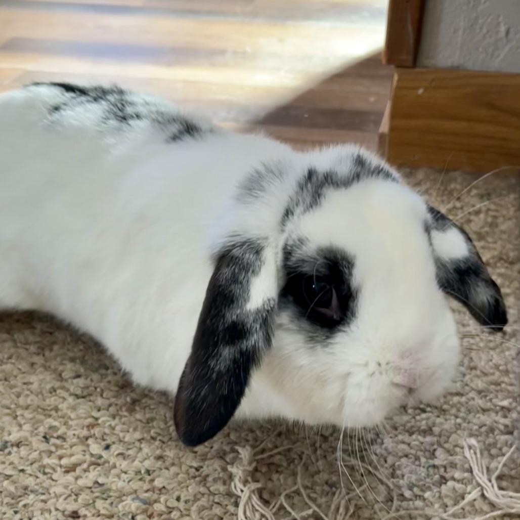 Chloe, Adoptable, Young Female Holland Lop.