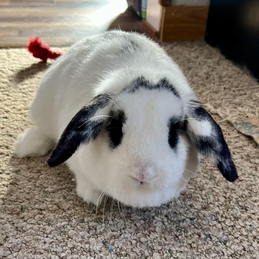 Enlarge Chloe, a Adoptable Holland Lop in Baldwin, WI image 2/3