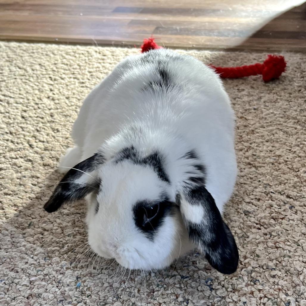 Enlarge Chloe, a Adoptable Holland Lop in Baldwin, WI image 3/3