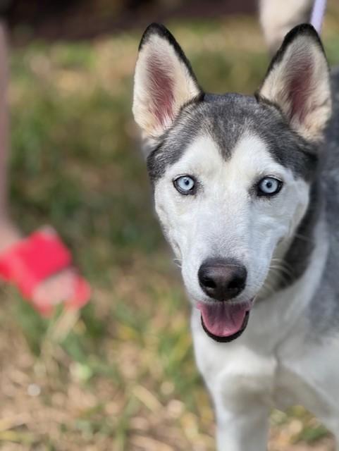 Dakota — thumbnail 2