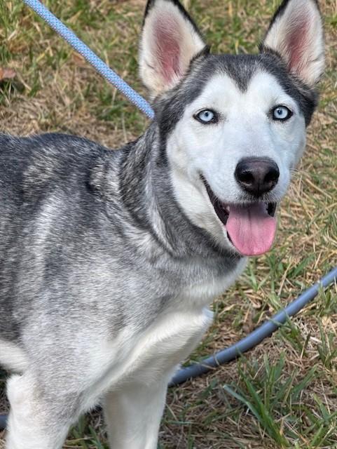 Dakota — thumbnail 3