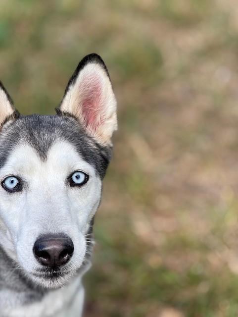 Dakota — thumbnail 4