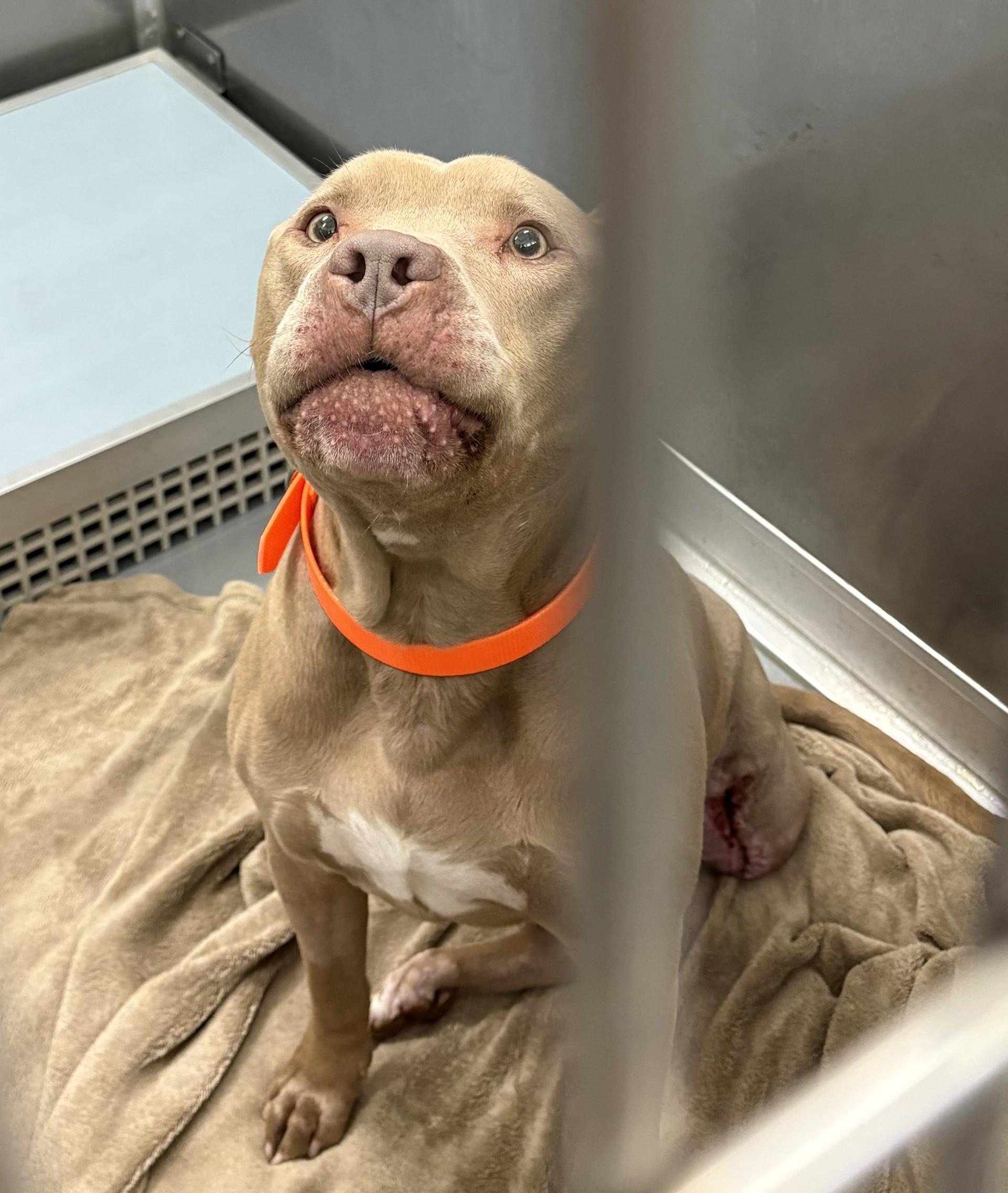 Yamal, a ADOPTABLE American Staffordshire Terrier in Ashland, VA image 2/3