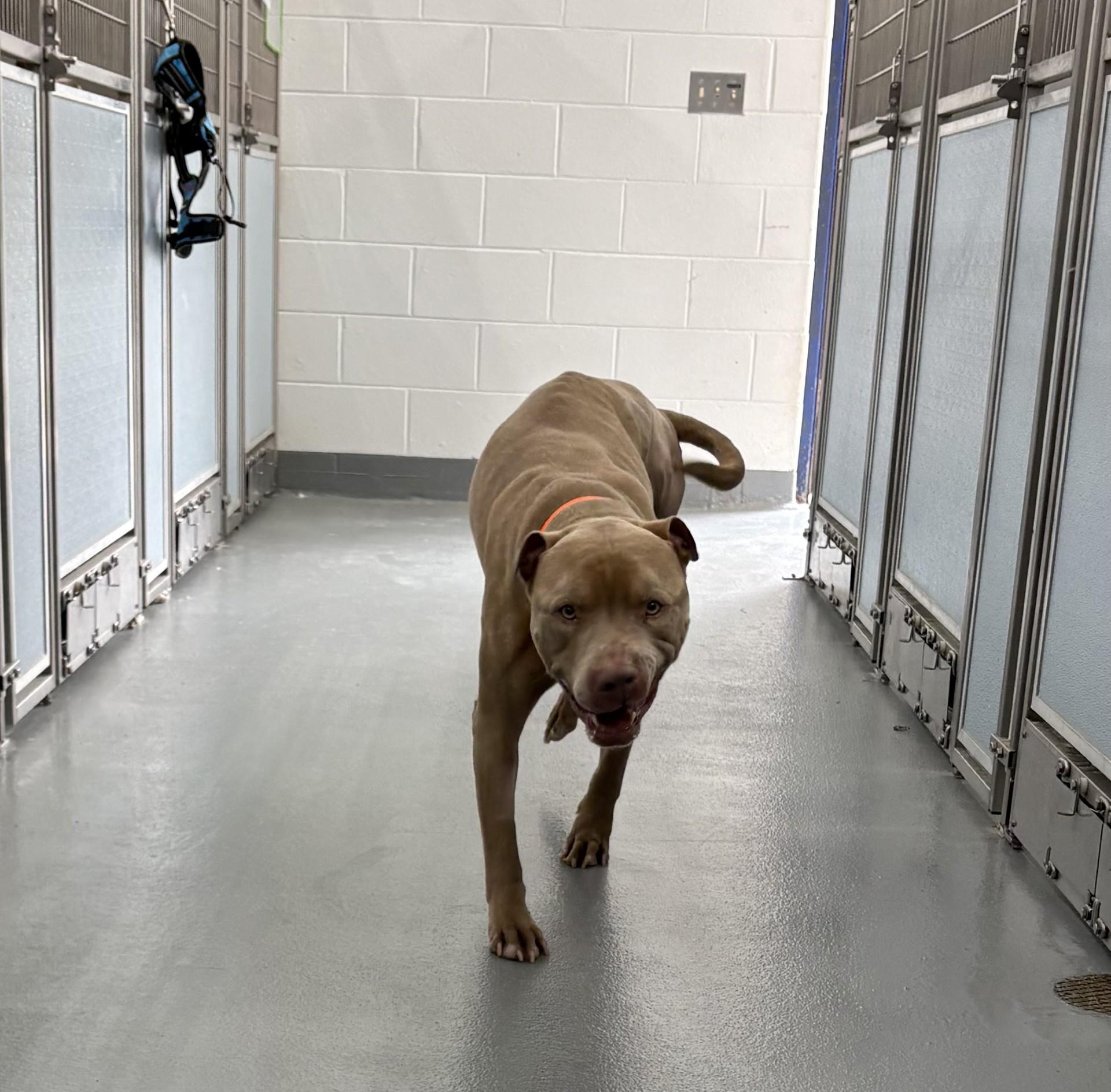 Yamal, a ADOPTABLE American Staffordshire Terrier in Ashland, VA image 3/3