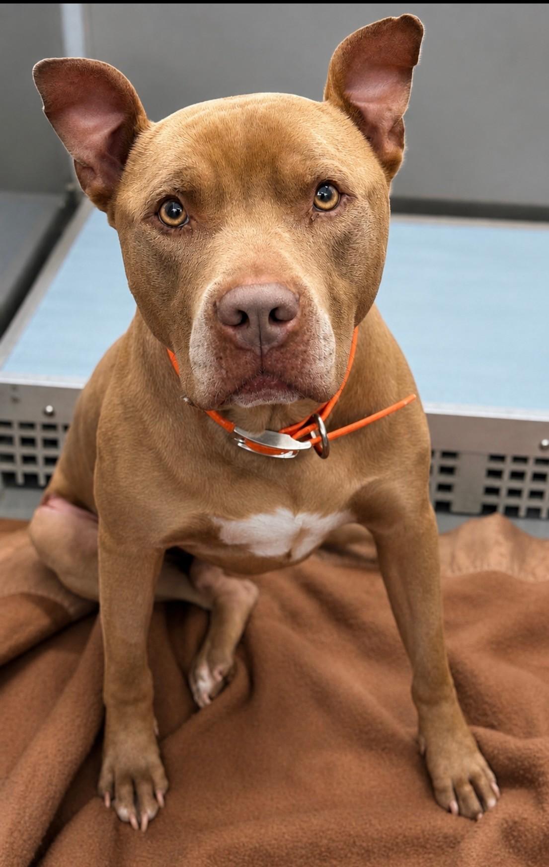 Yamal, ADOPTABLE, Adult Male American Staffordshire Terrier.
