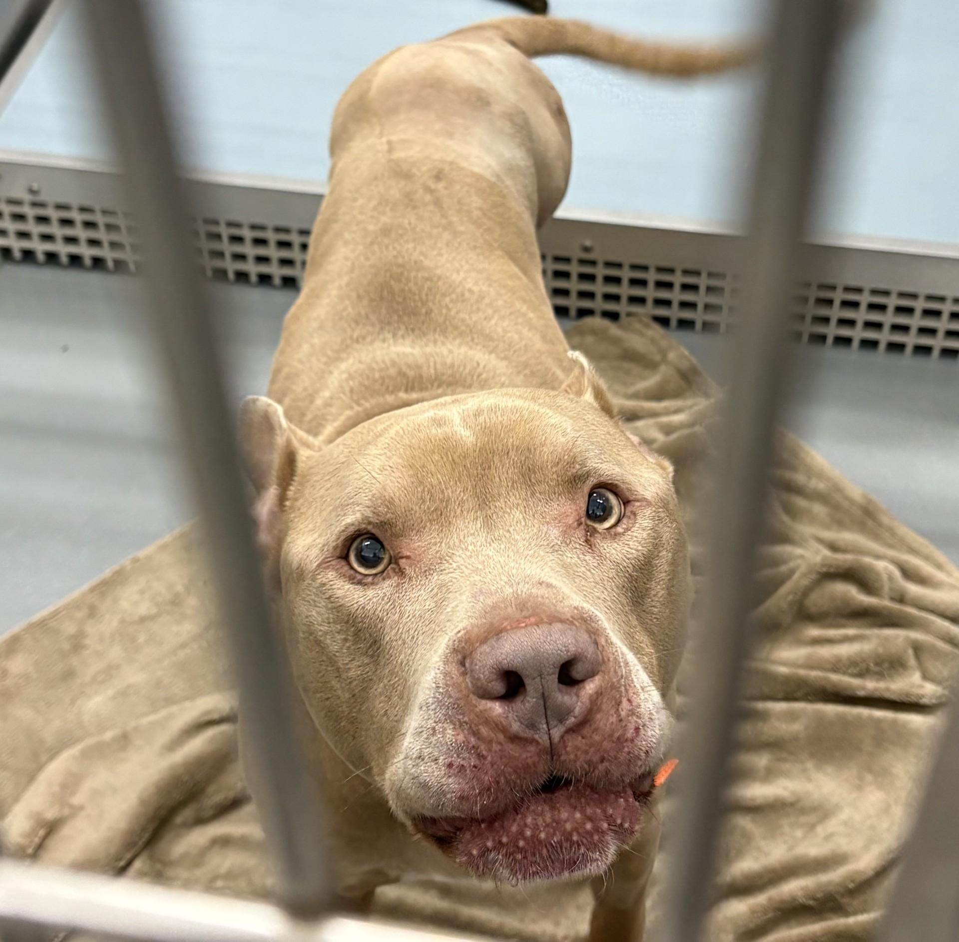 Yamal, a ADOPTABLE American Staffordshire Terrier in Ashland, VA image 1/3