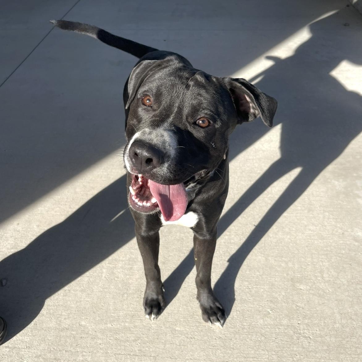 Tallen, a Adoptable mixed breed in Prineville, OR image 1/4