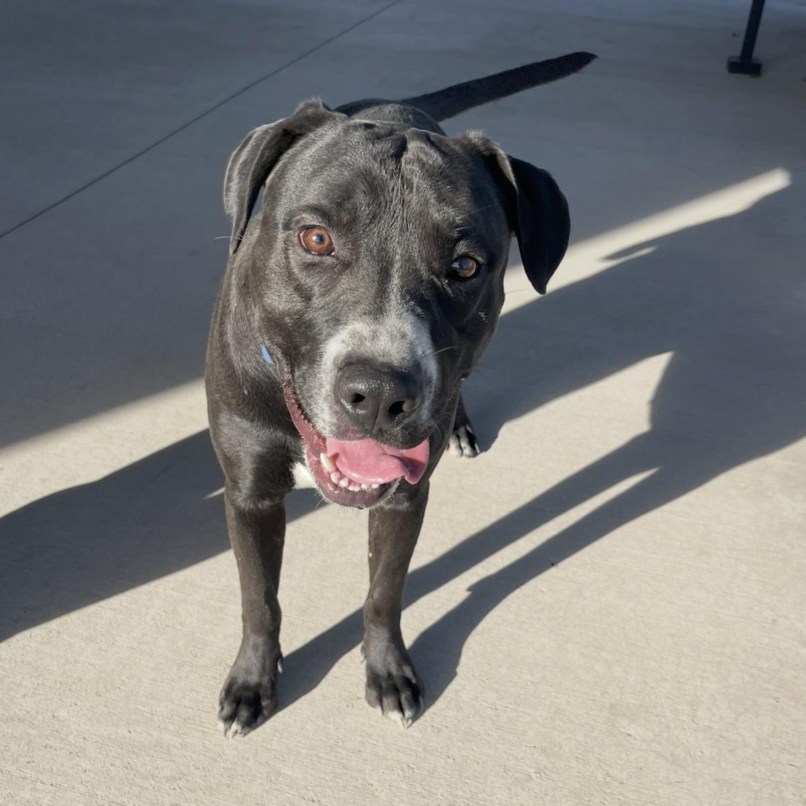 Tallen, a Adoptable mixed breed in Prineville, OR image 3/4