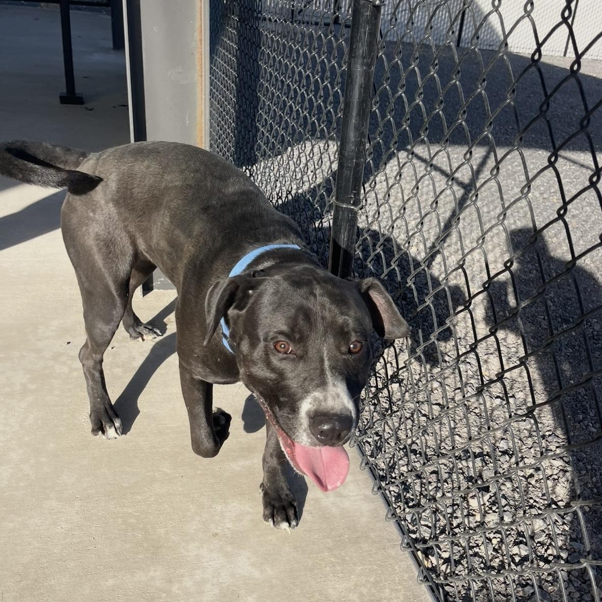 Tallen, a Adoptable mixed breed in Prineville, OR image 4/4