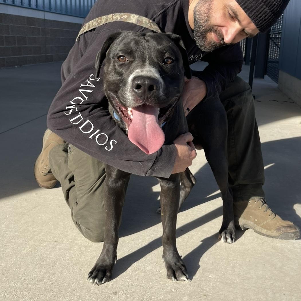 Tallen, a Adoptable mixed breed in Prineville, OR image 2/4
