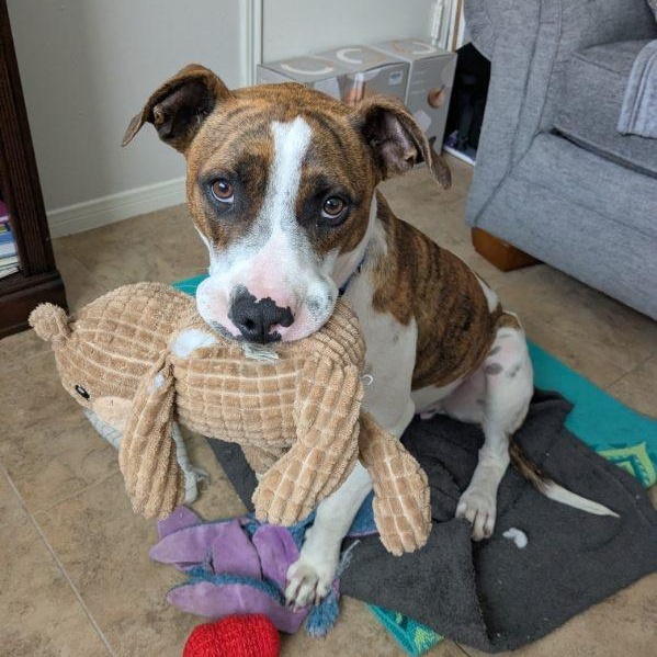 Enlarge Luther, a Adoptable mixed breed in Portland , OR image 2/4
