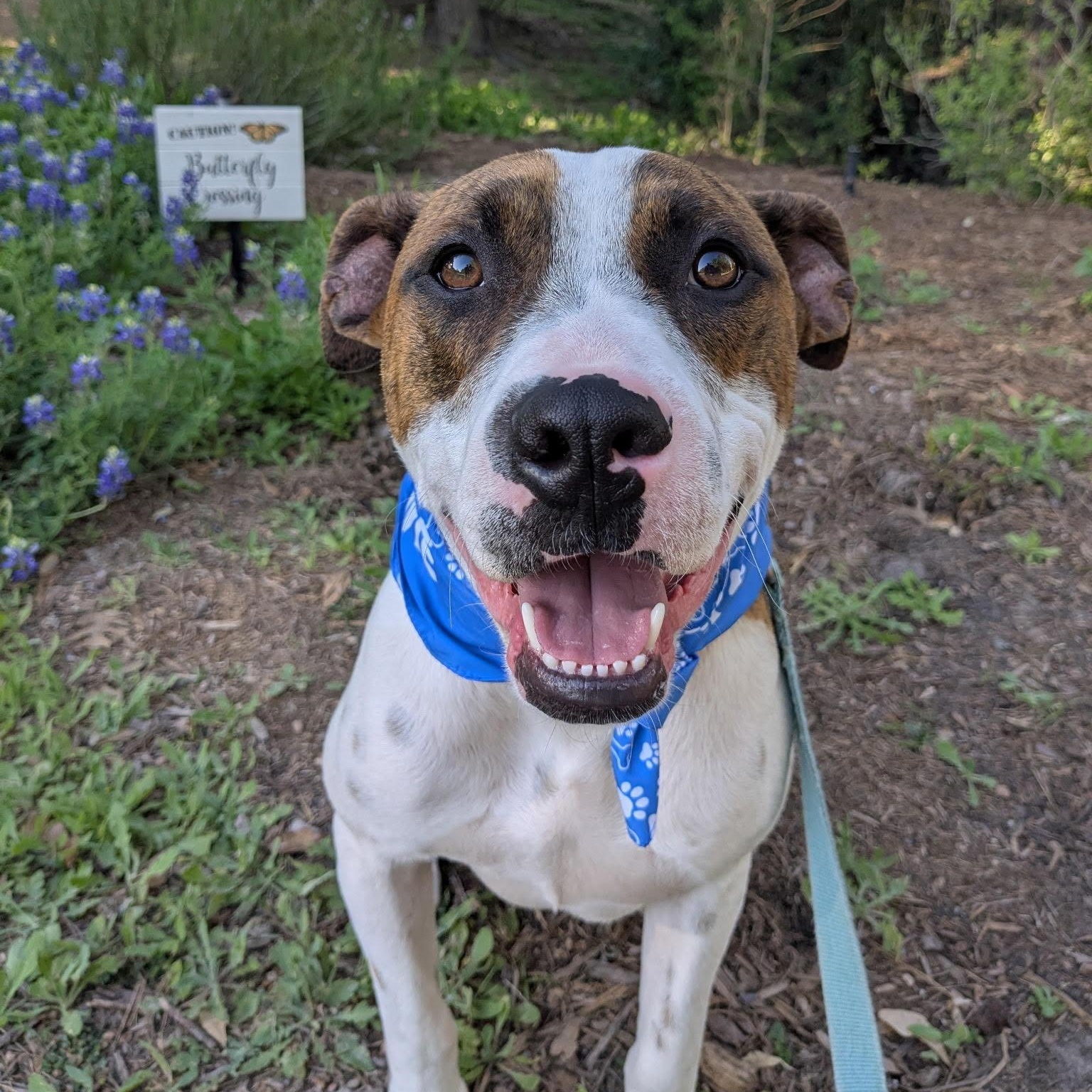 Enlarge Luther, a Adoptable mixed breed in Portland , OR image 1/4