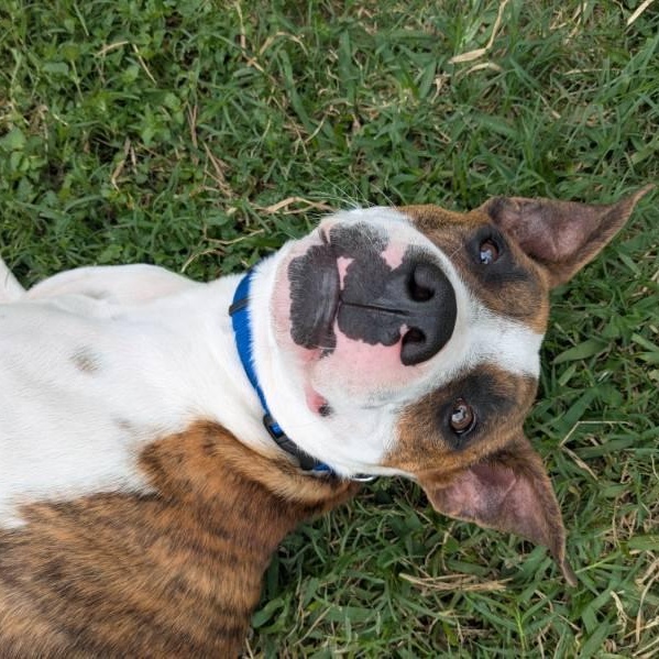 Enlarge Luther, a Adoptable mixed breed in Portland , OR image 4/4