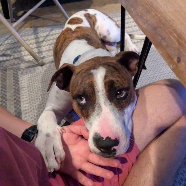 Enlarge Luther, a Adoptable mixed breed in Portland , OR image 3/4