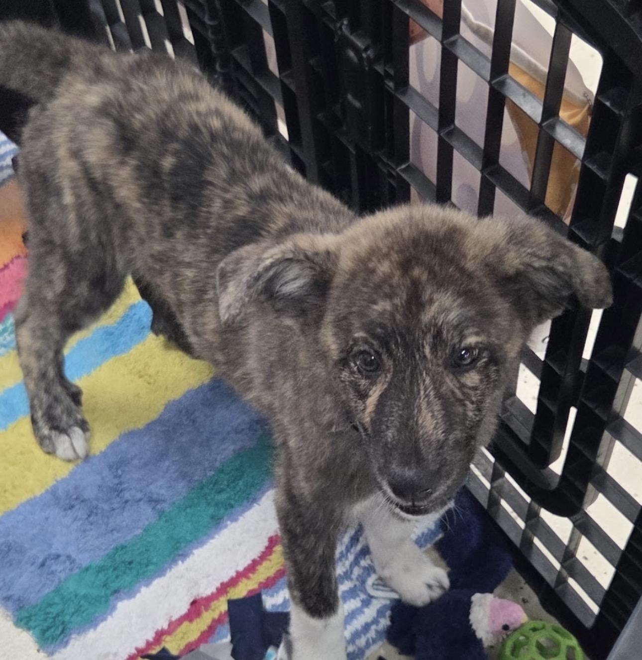 Enlarge Cyclone , a ADOPTABLE mixed breed in Louisburg, KS image 2/4