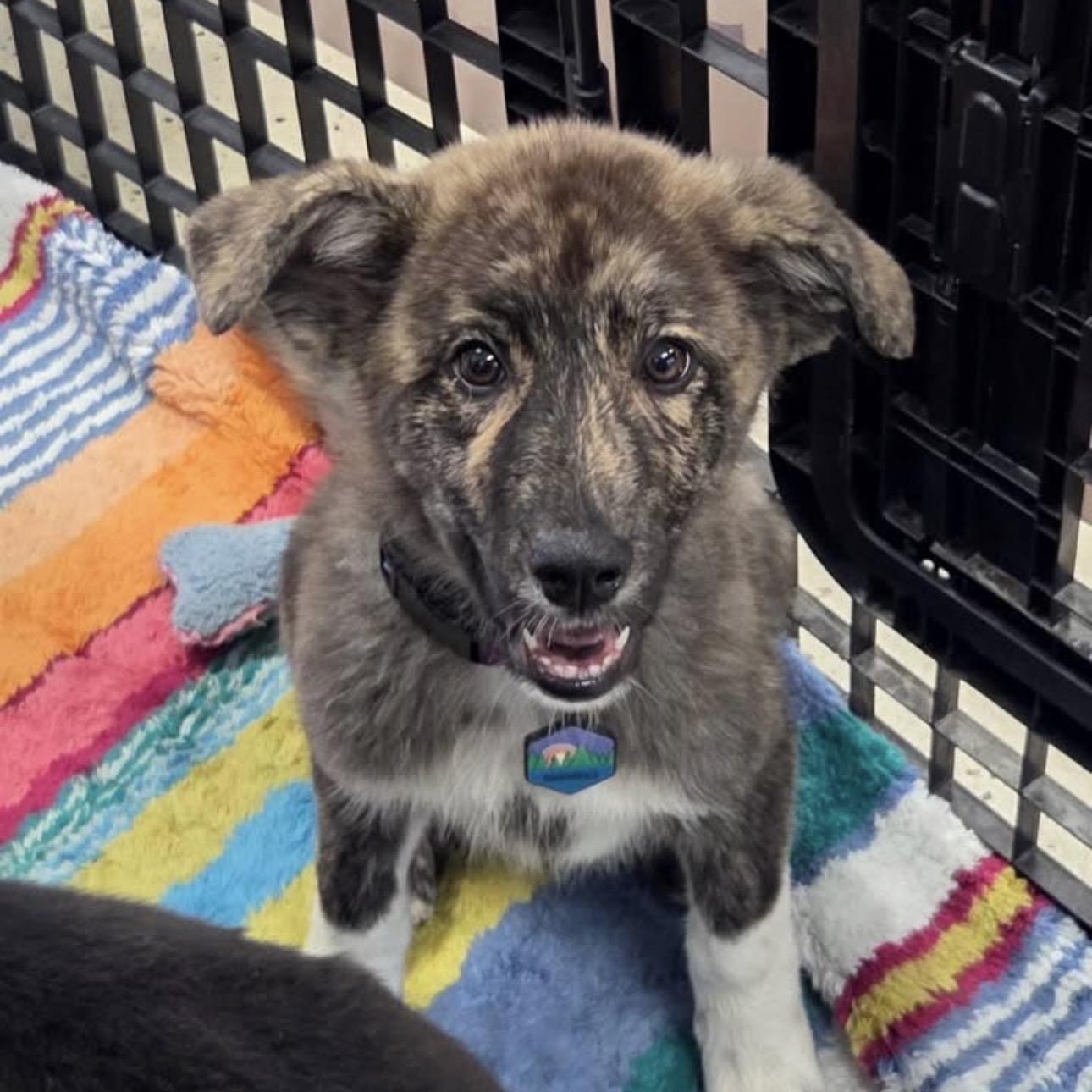 Cyclone , ADOPTABLE, Young Male Anatolian Shepherd & Great Pyrenees.