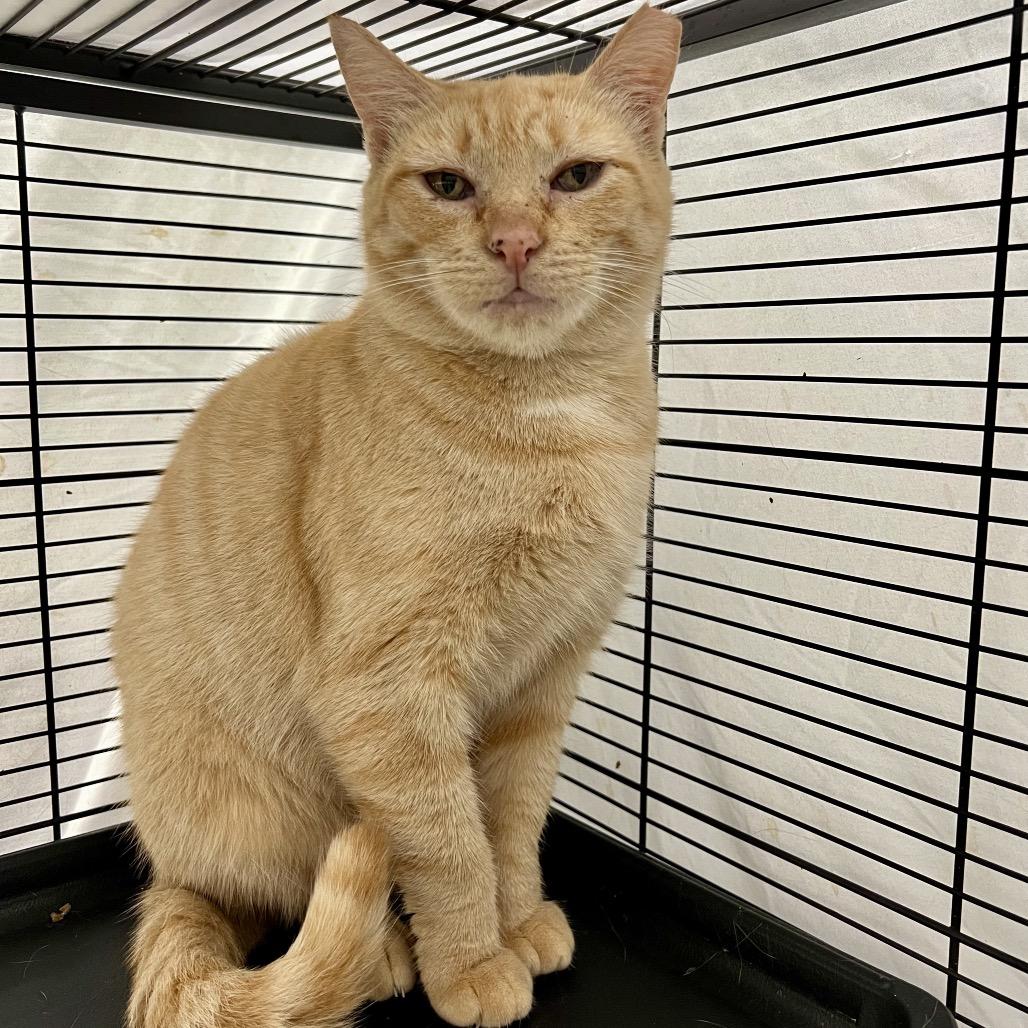 Enlarge Ramona (and Beezus), a Adoptable Domestic Short Hair in Mount Laurel, NJ image 1/6